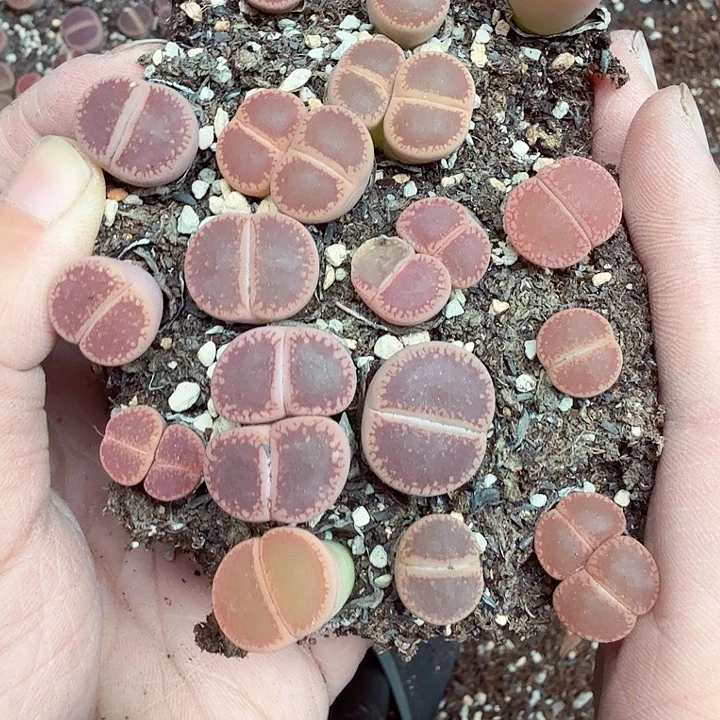 不要说对不起哦500是