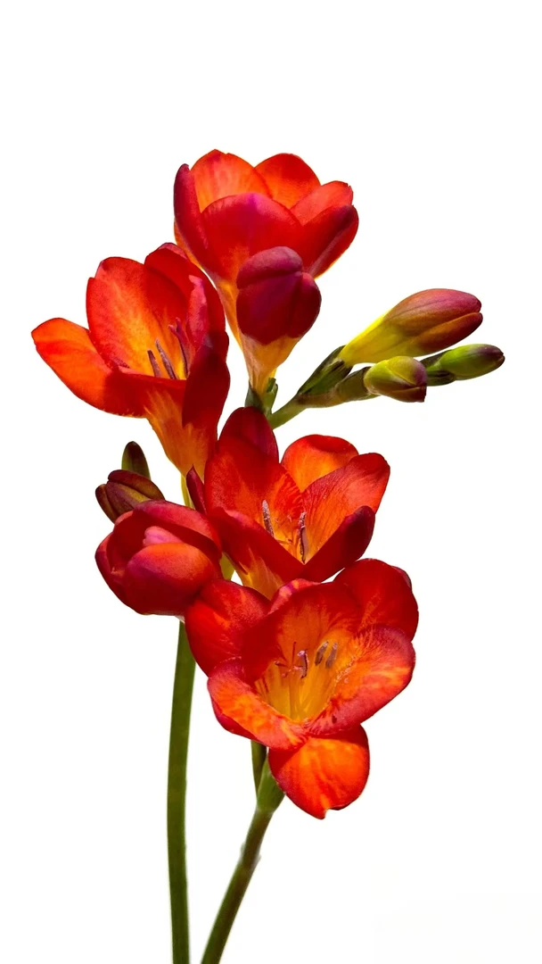 红色香雪兰3把    云南基地直发批发一手货源一件包邮