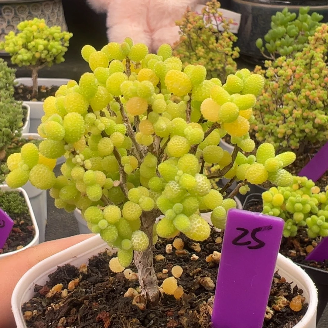 金桔棒棒糖25号6.5cm盆