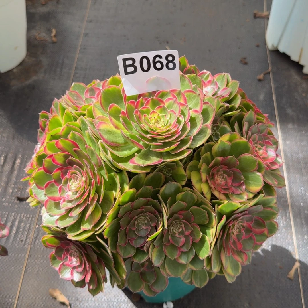 068多肉植物海神变异法师