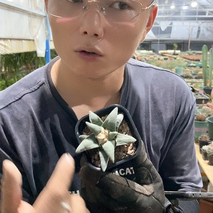 6公分岩牡丹。