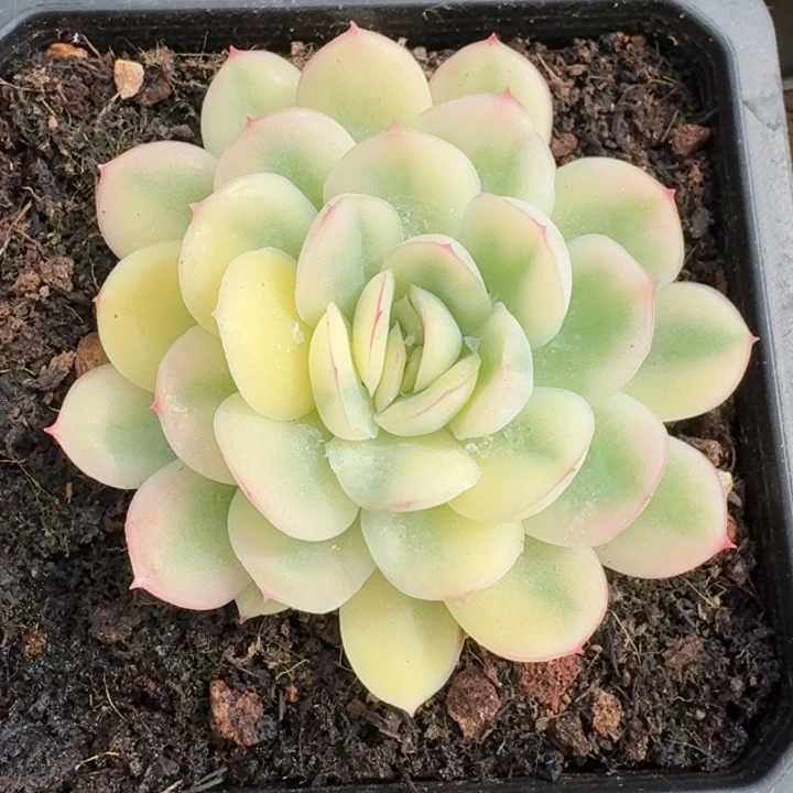 草莓冰锦一物一拍