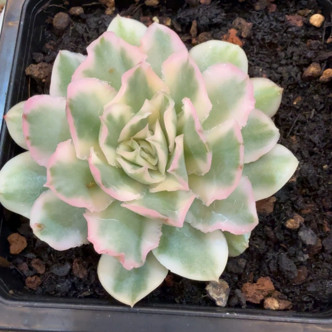 紫蝴蝶 安吉园艺锦