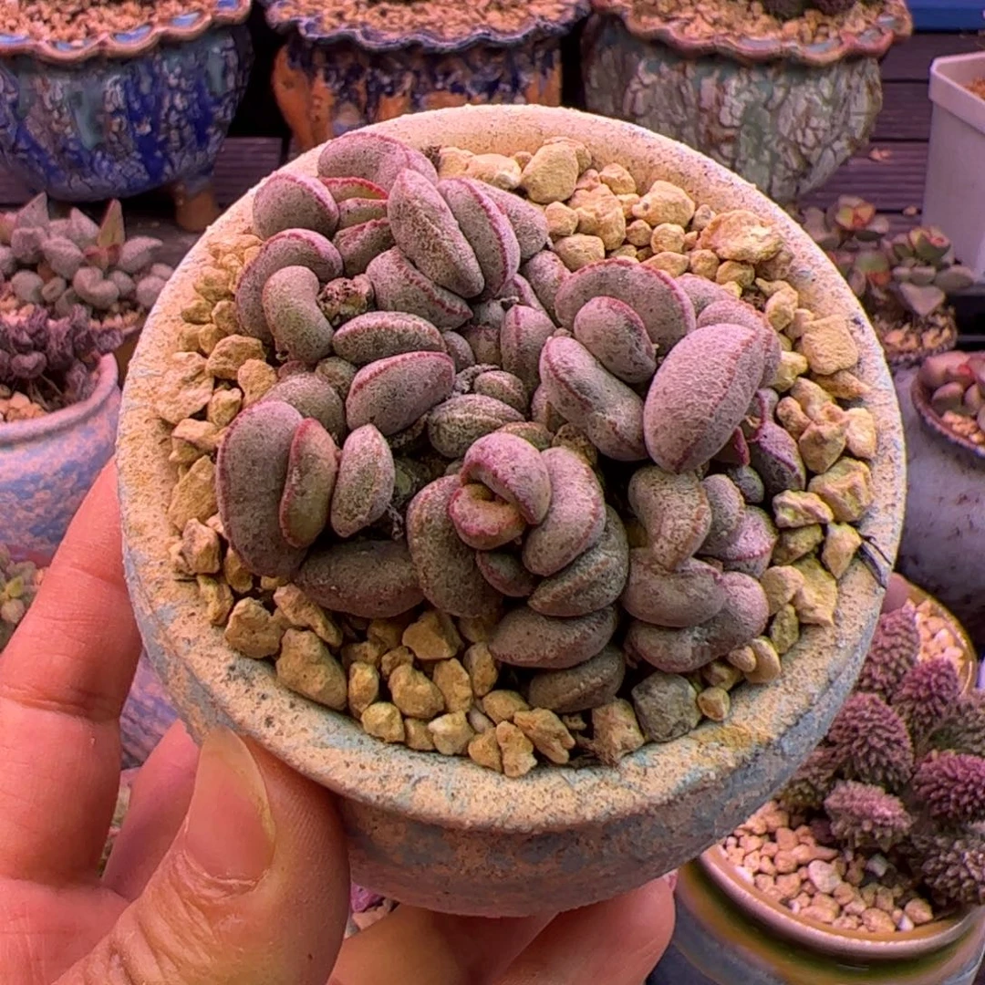 杂交 啦啦啦啦啦啦啦啦