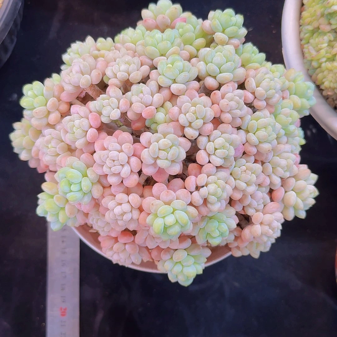 静姐姐专拍一物一拍