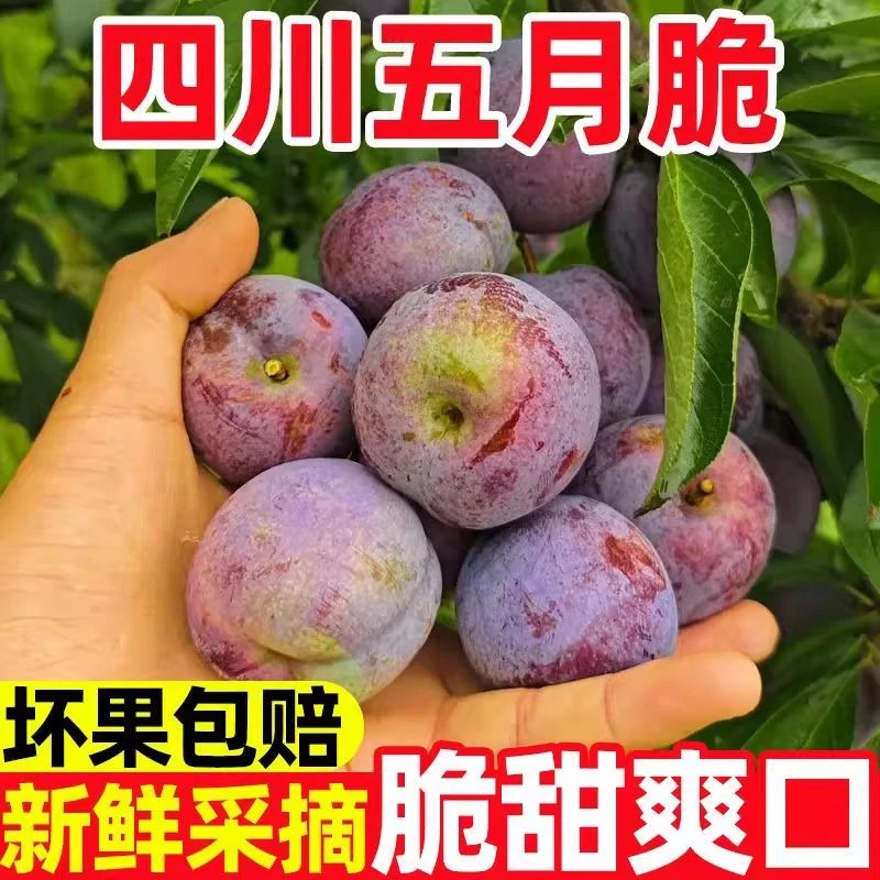 四川五月脆凤凰李新鲜现摘脆甜多汁应季水果