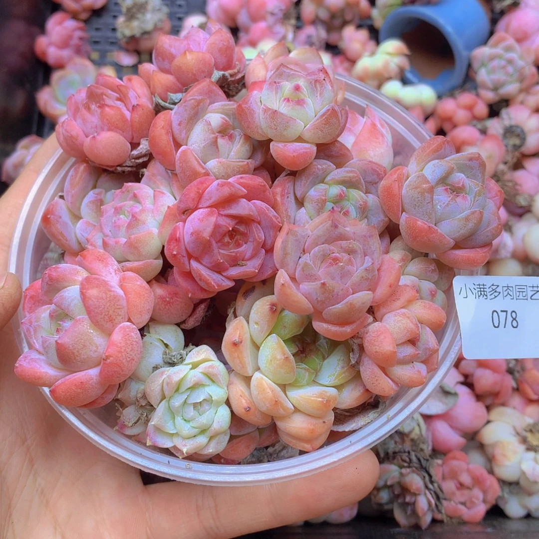 我也不知道我为什么会这078