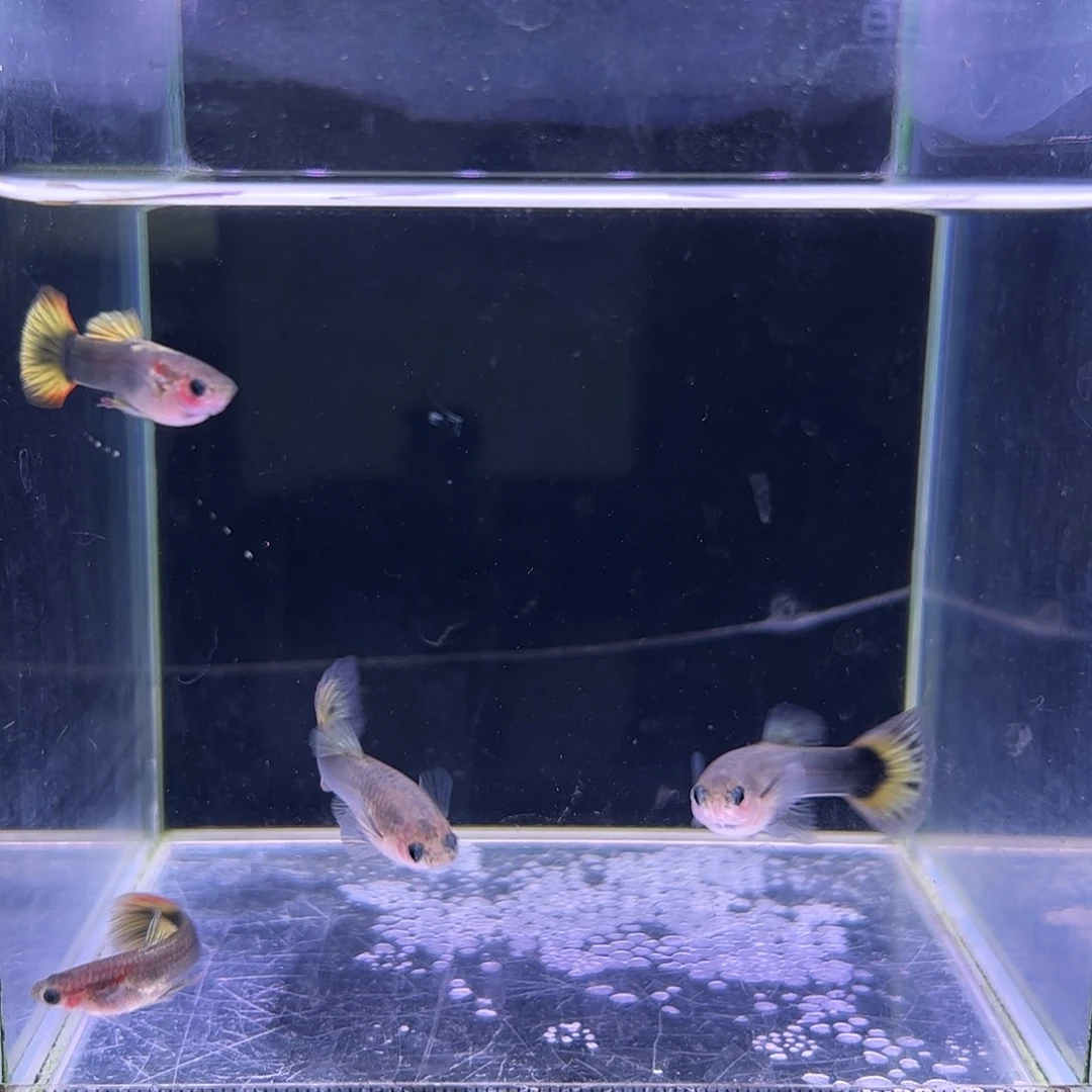 孔雀鱼小蜜蜂玻璃猫2对