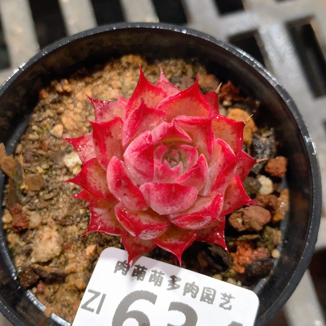 5CM拇指盆精控多肉ZI634