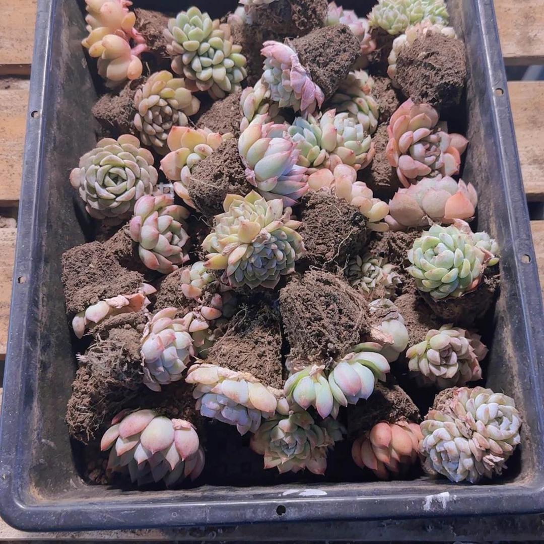 整筐保底25颗以上量拍