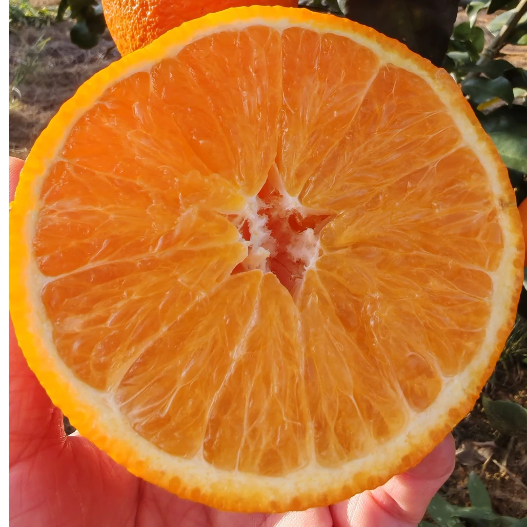 （助农服务）道县祥霖铺果冻橙5斤装