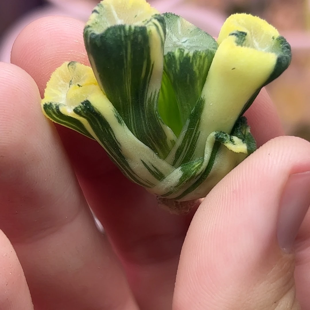 花玲锦十二卷多肉833