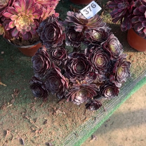 难**涂376黑骑士朵朵多肉