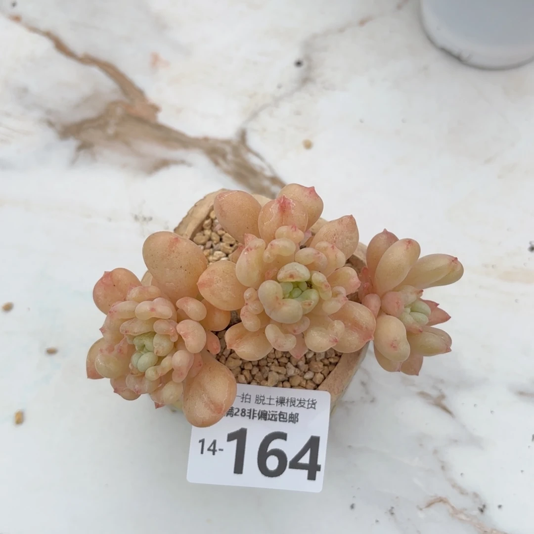 比尔盖茨老桩多肉多肉