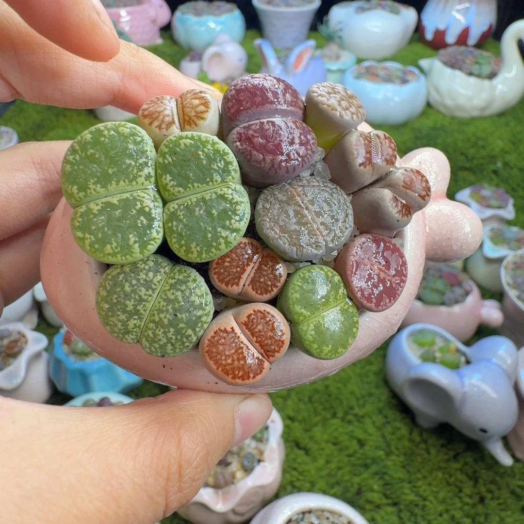 多肉植物开播福利冲4