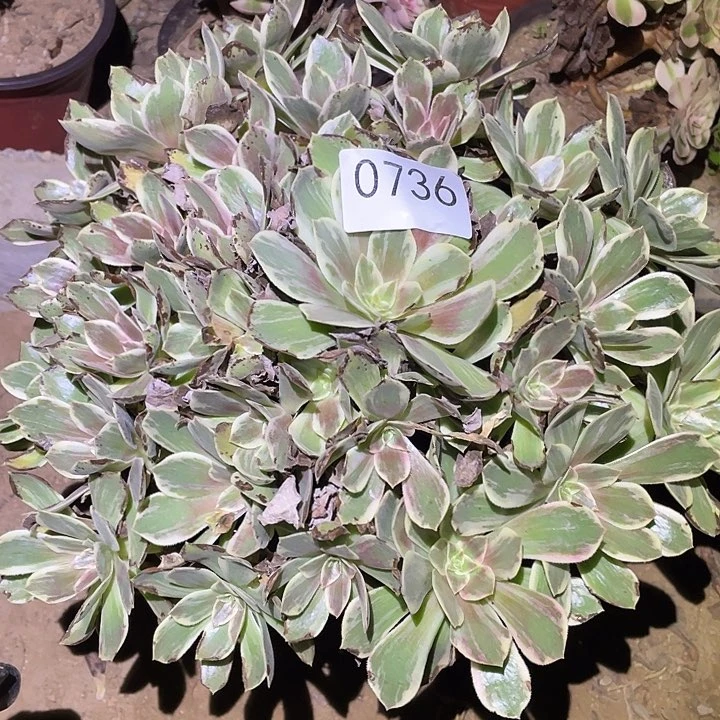 桃*妮多肉植物断枝不包736浣纱