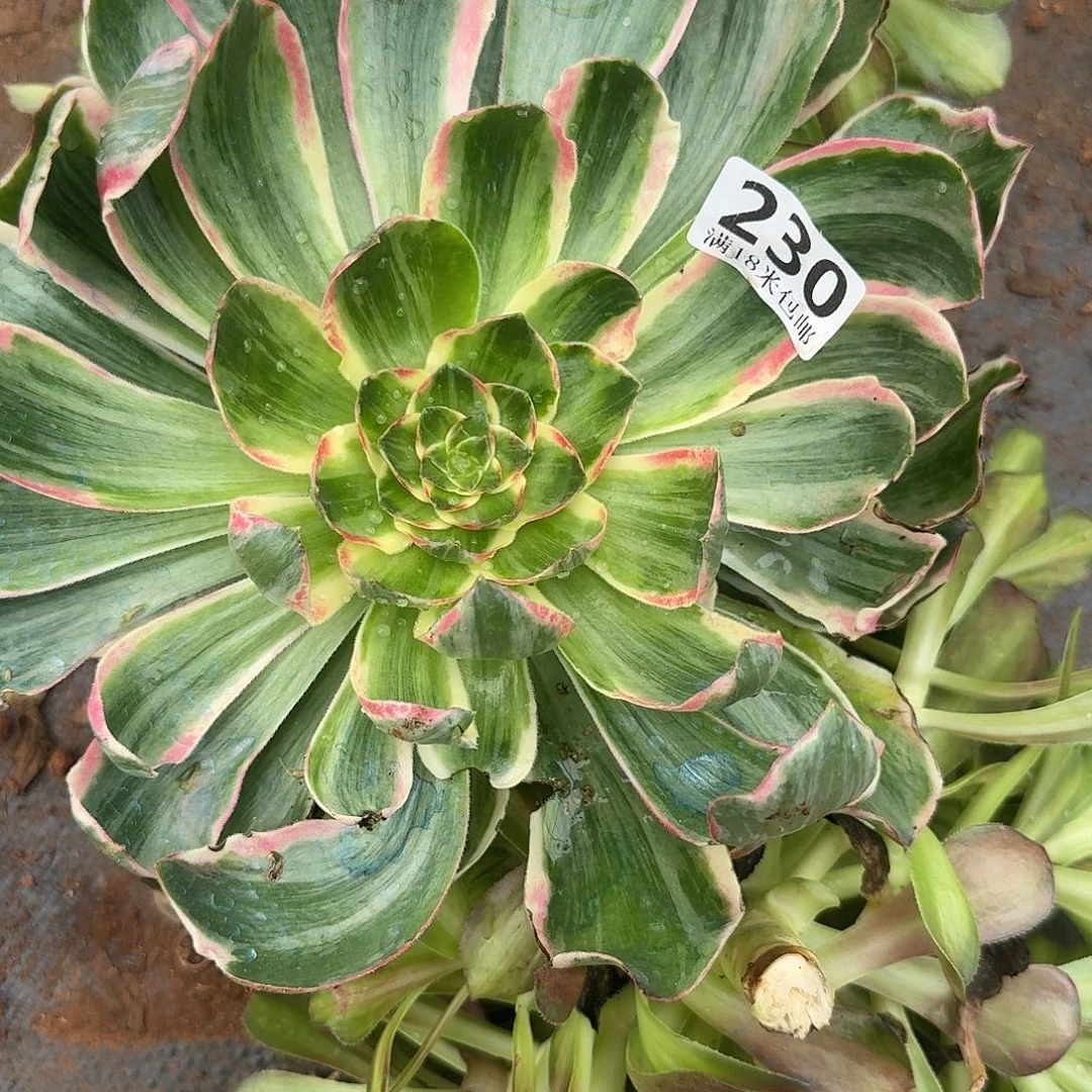 230恶魔之眼福利无根