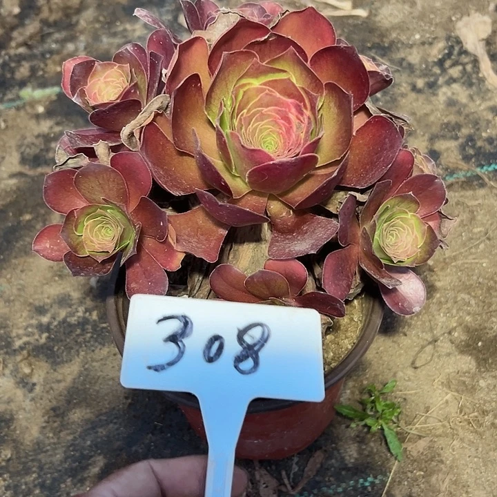 多肉植物梅金法师