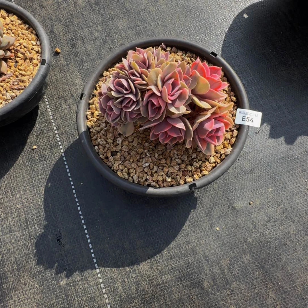 Y**Ye e e e e e e e e 54