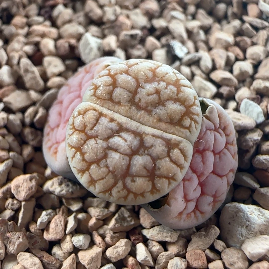 1094/花叔种源261/