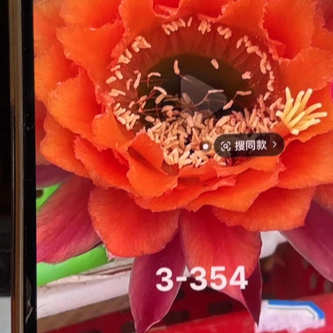 3-314毛侧牙20包邮仙人球2