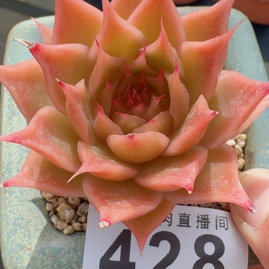 海胆珍妮      愿你一路坦途，乘风破浪展宏图