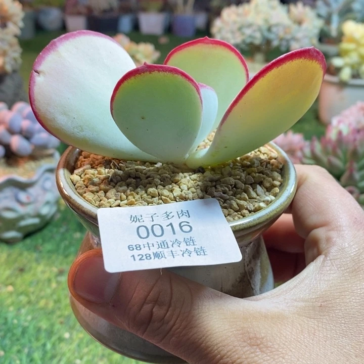 0016啊啊啊啊啊啊啊啊啊啊