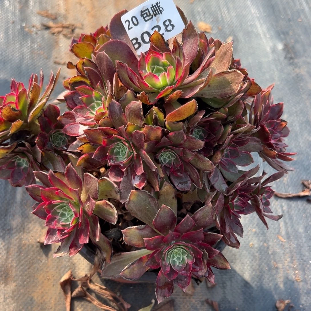 028莲花，满20包邮