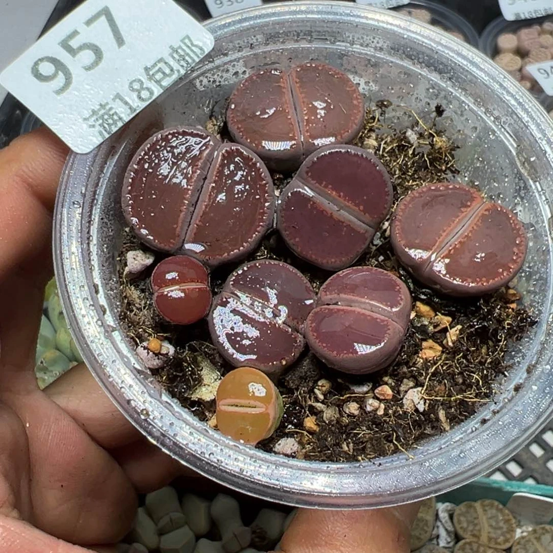 【闪购商品】 957。