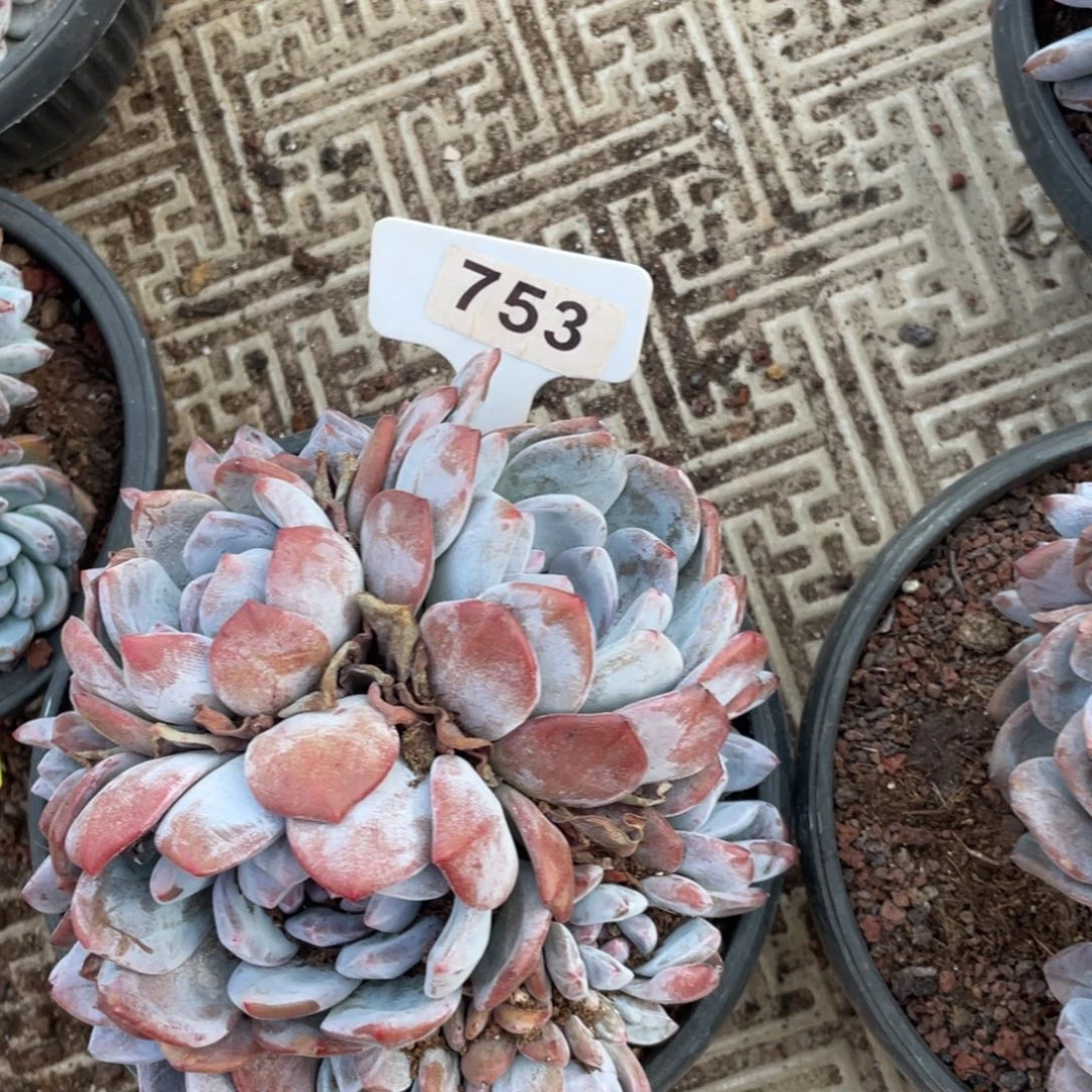 彩***』星影群星影群753号