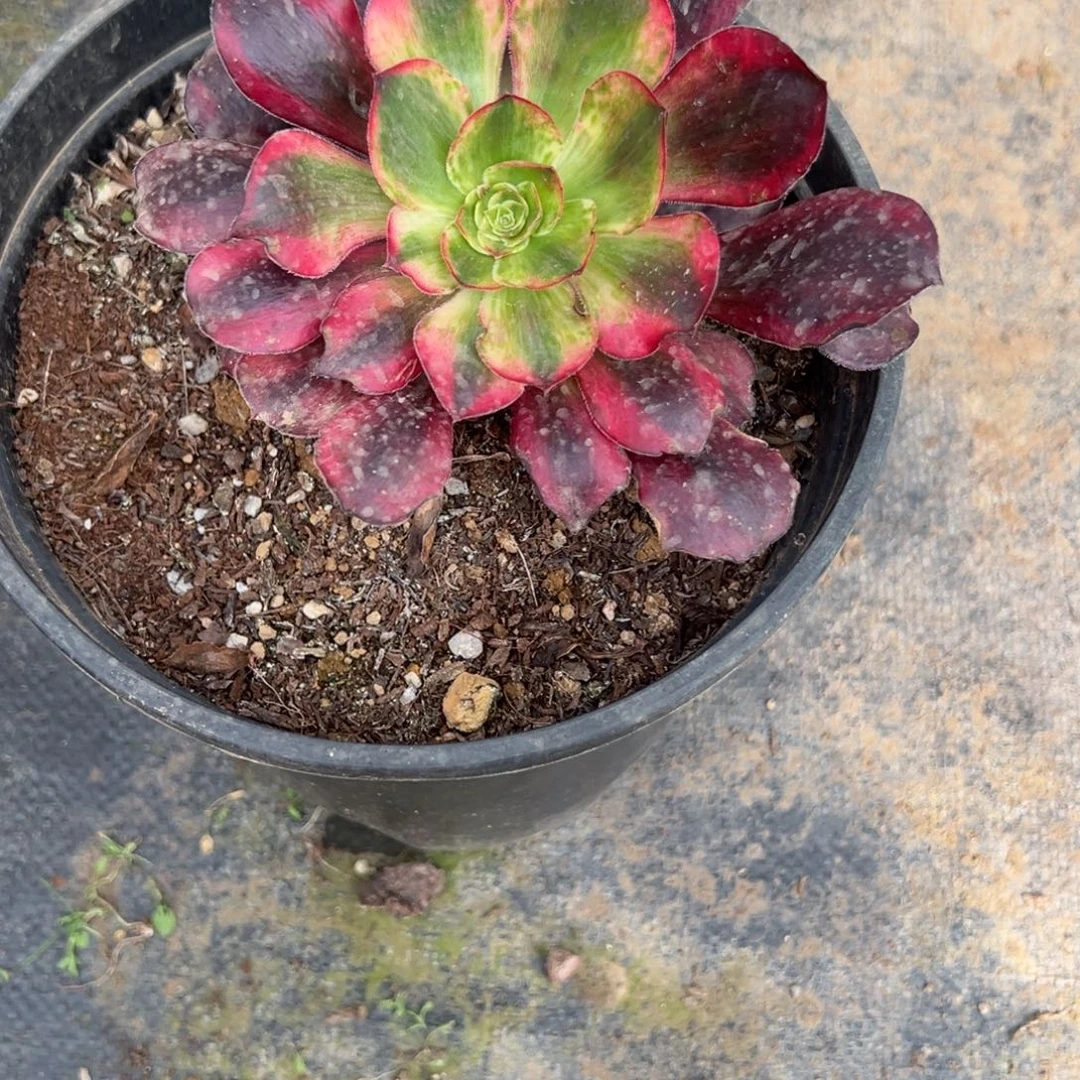 风****165巫毒白多肉多肉多肉多肉