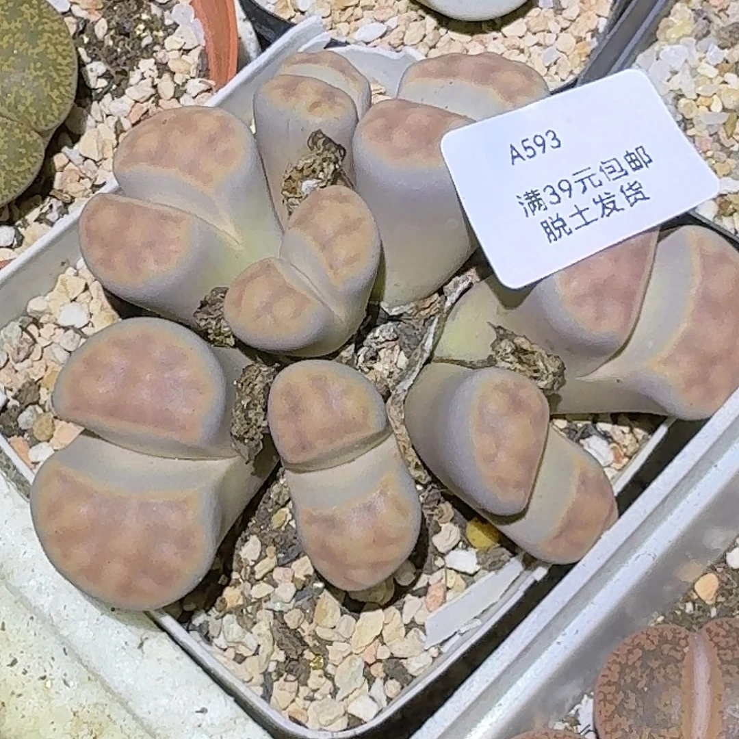 593多肉哈哈哈哈哈哈