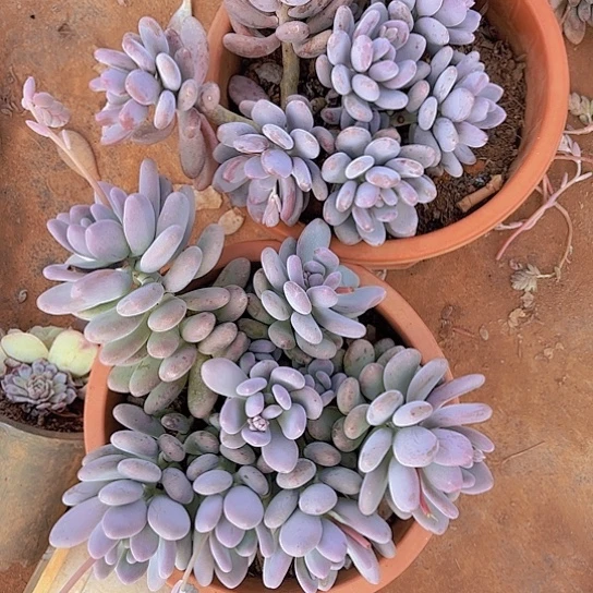 鹏****店多肉植物。。。。。。。。。。。。。