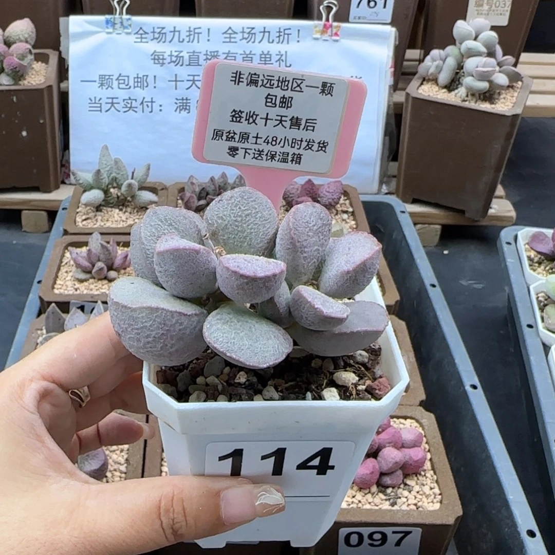 114黛安娜多肉植物
