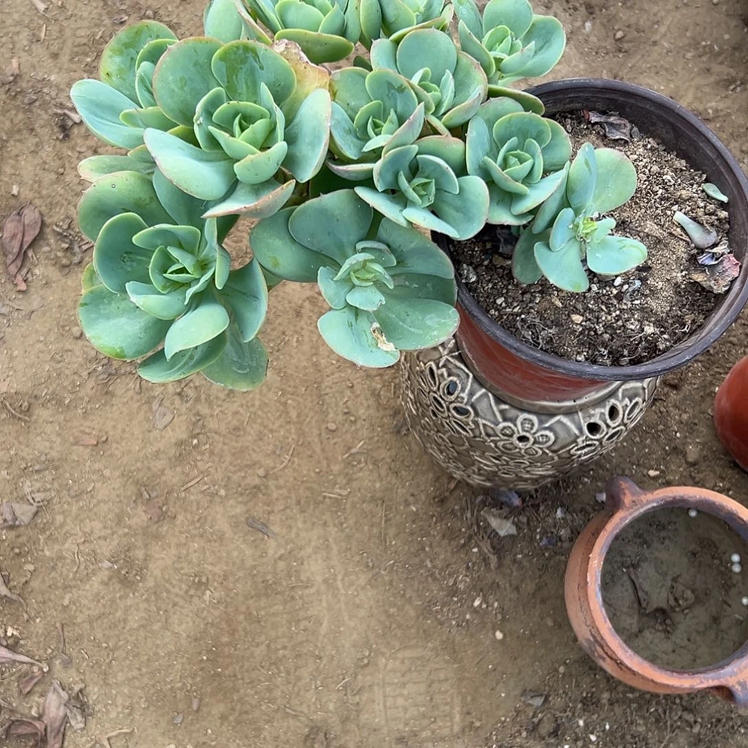 多肉植物鸡蛋碧桃有砍