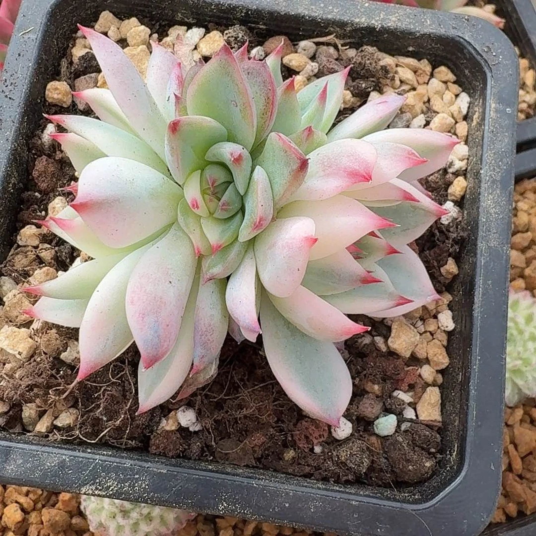 吉娃娃底座一物一拍