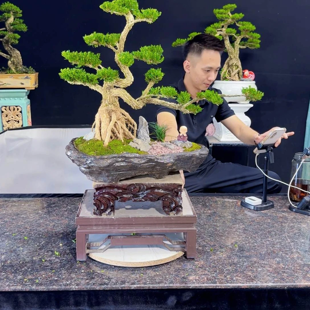 无花朵高端黄杨盆景艺术