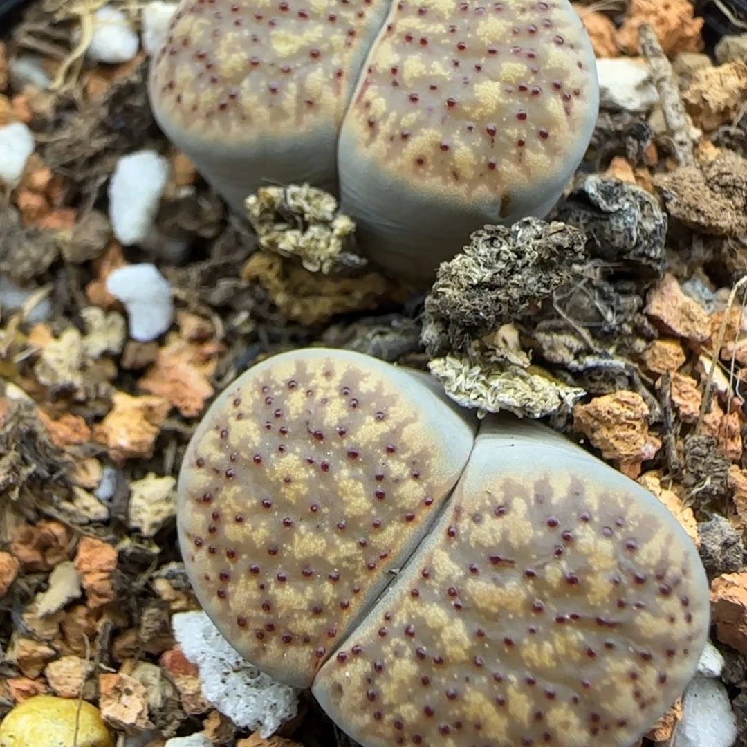 629 生石花大棚直播