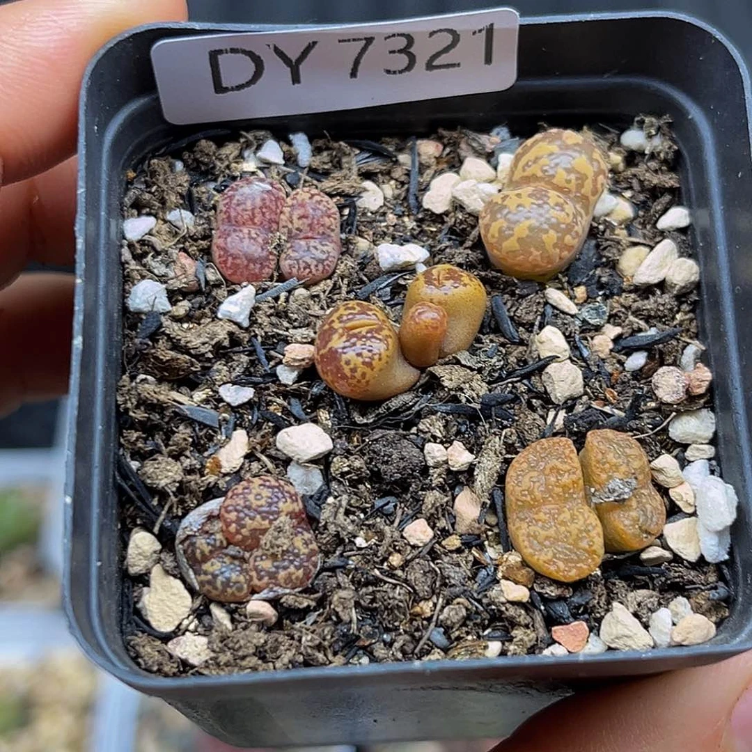一件包邮一物一拍勋章7321
