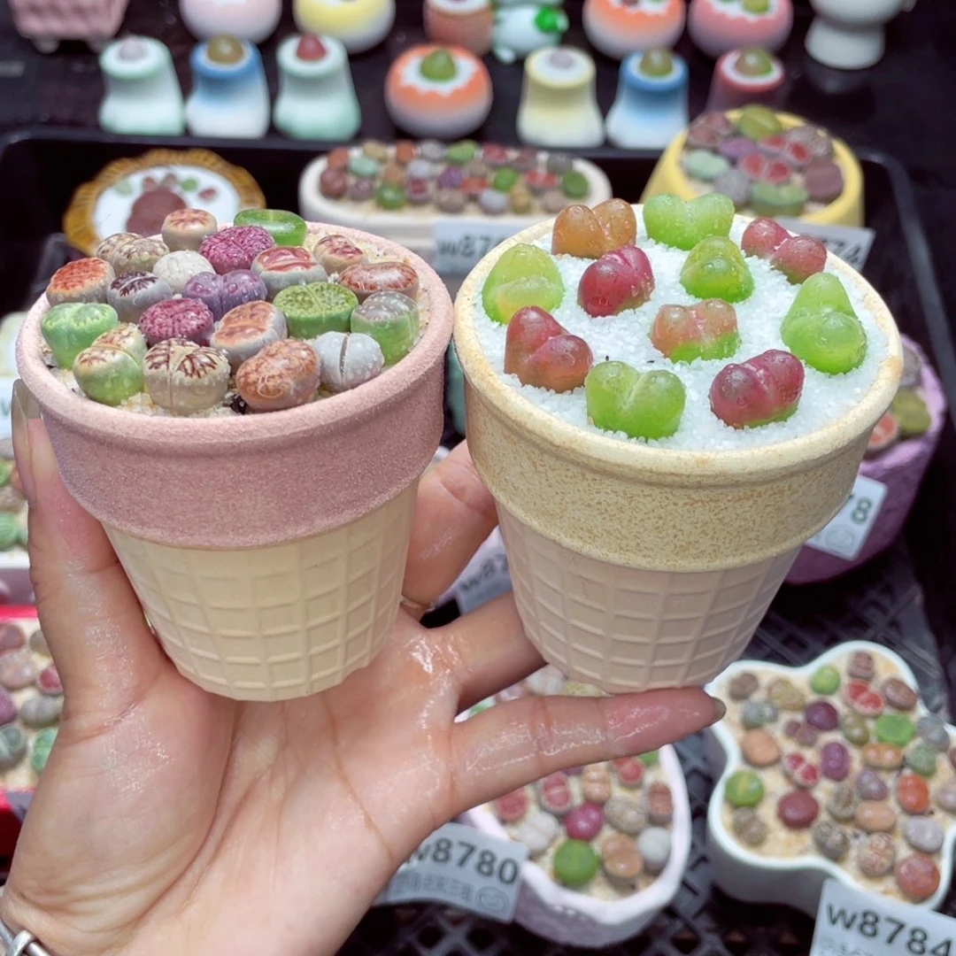 w8786 带盆土发货一物一拍