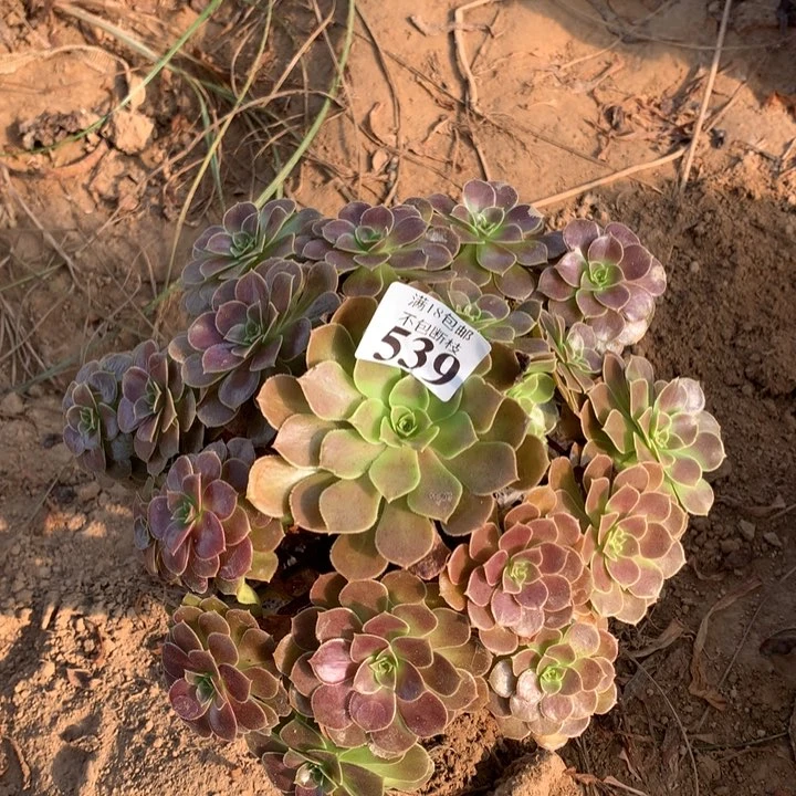 539荷兰玫瑰手捧4号棚