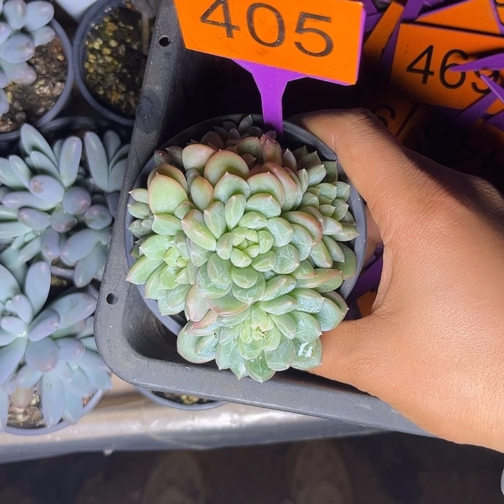 多肉植物百搭翡翠405