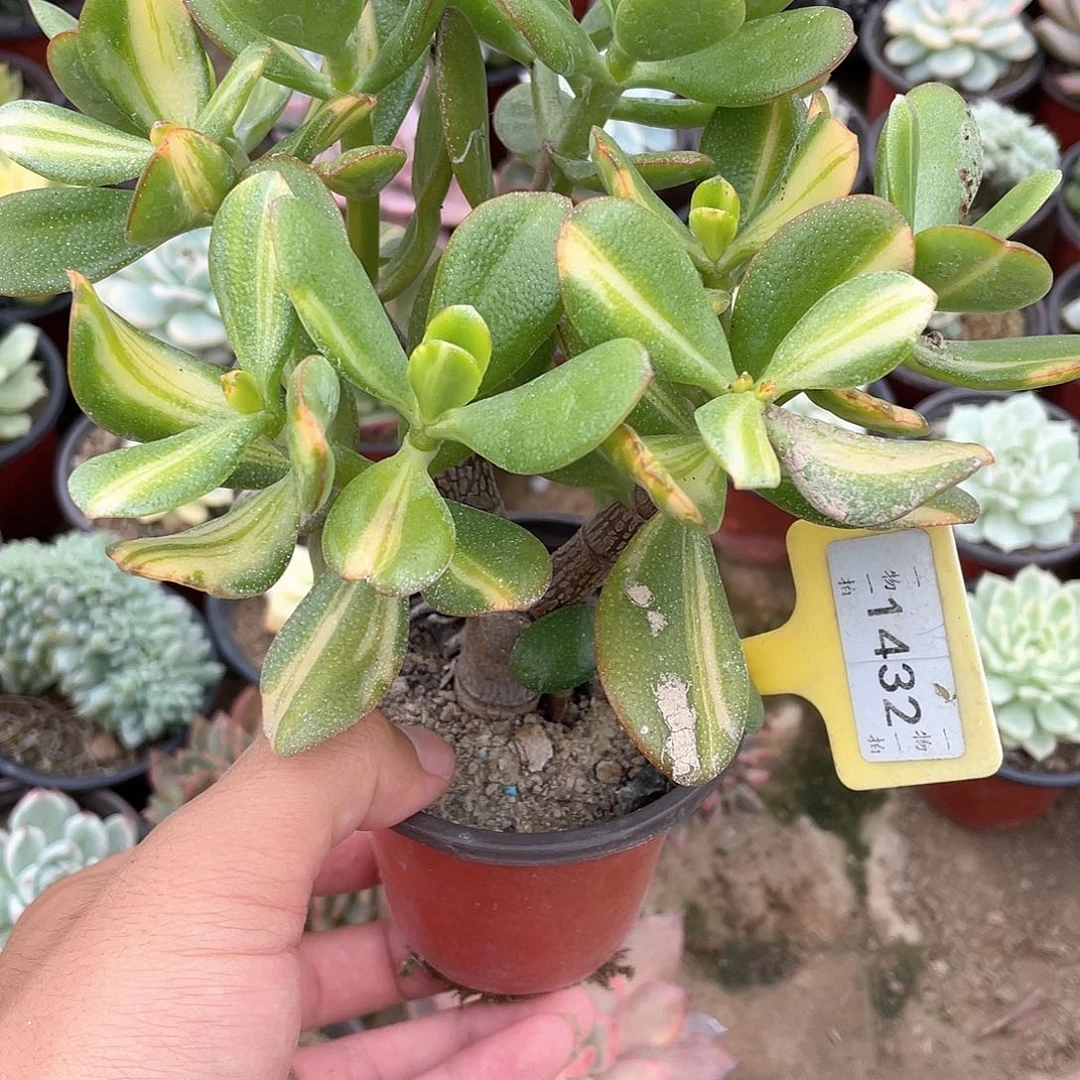 D***s1432号多肉植物盆栽