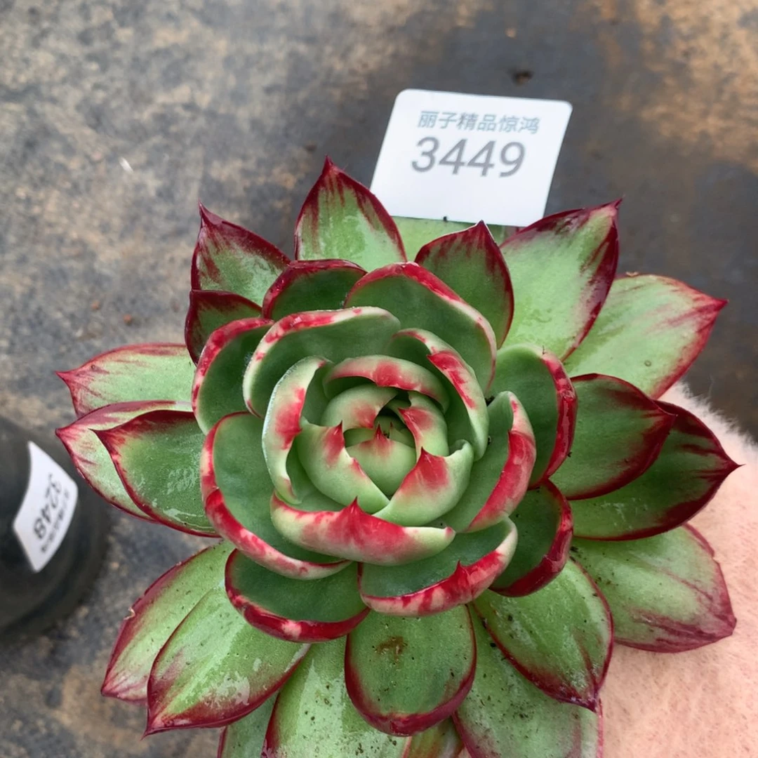 3449一物一拍14厘米外翻