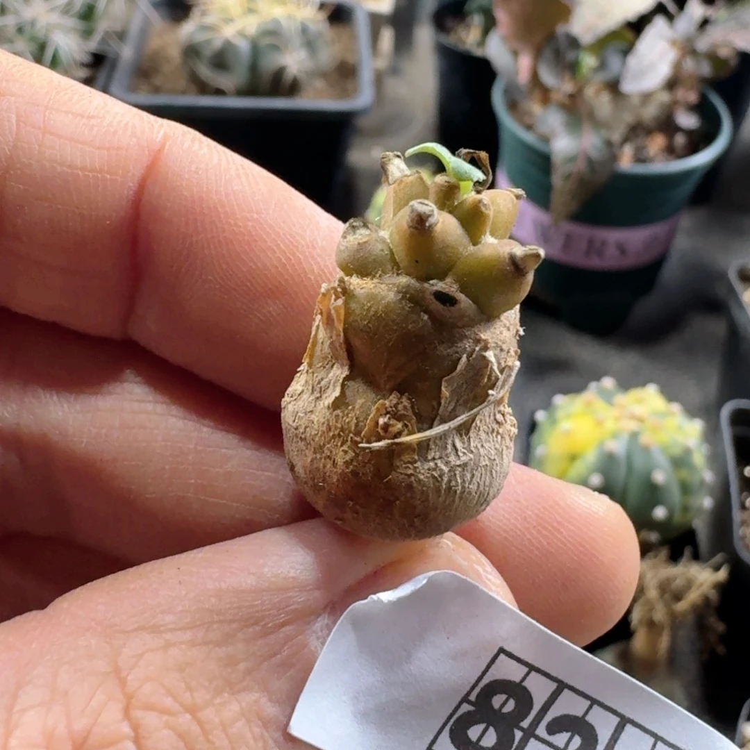 824蛮鬼塔厚敦菊脱土发货