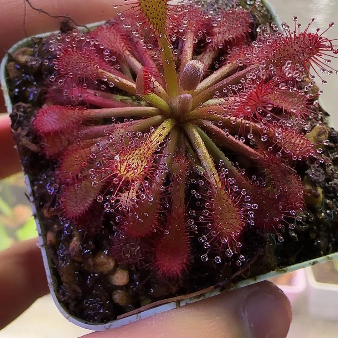 无花朵专拍罗赖马