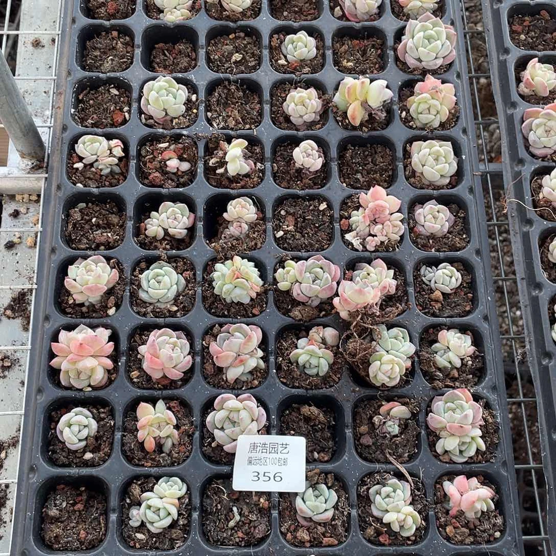 念***✪糖心珍妮混一物一拍356