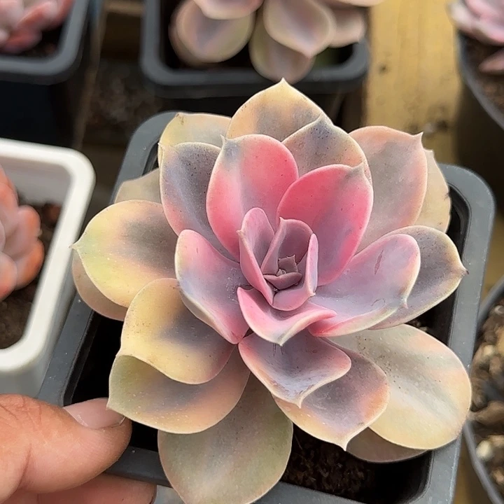 珍珠珠琳惊鸿一物一拍包装收缩花旱