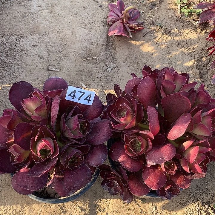 474两颗魅金玫瑰多肉植物1