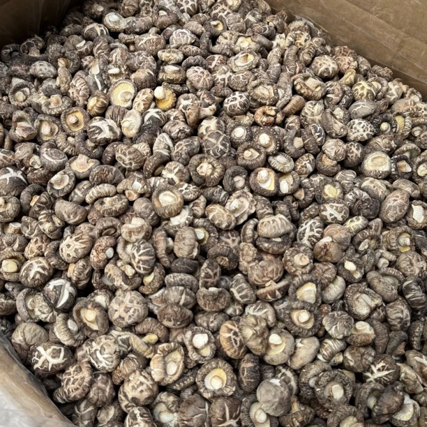 实肉小花菇木头菇